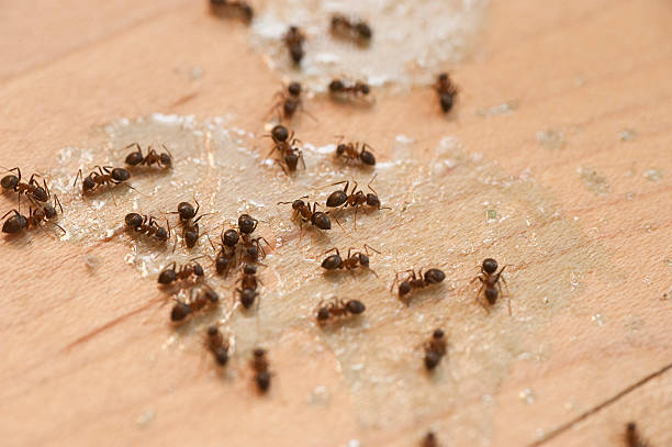 Best Bed Bug Extermination  in Amory, MS